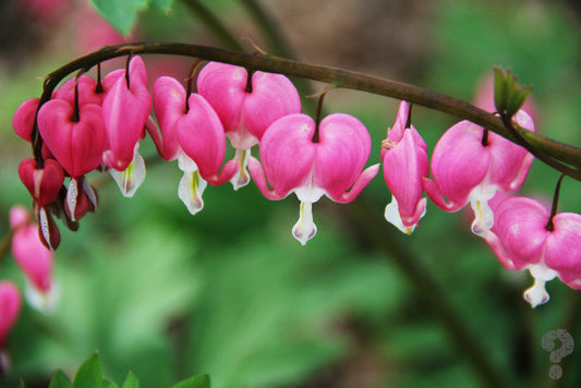 EPC - Bleeding Heart
