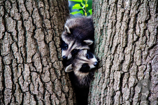 EPC - Trash Panda a Deux