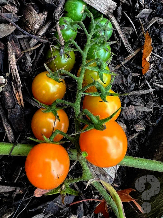 EPC - Tomato Ombre
