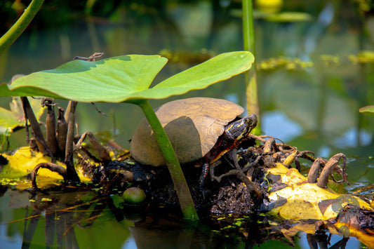 EPC - Turtle Turtle Turtle